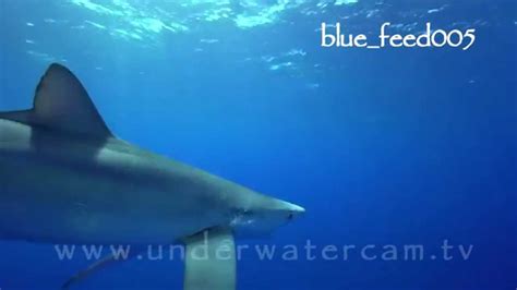 Blue Sharks Feeding Video Stock Footage Youtube