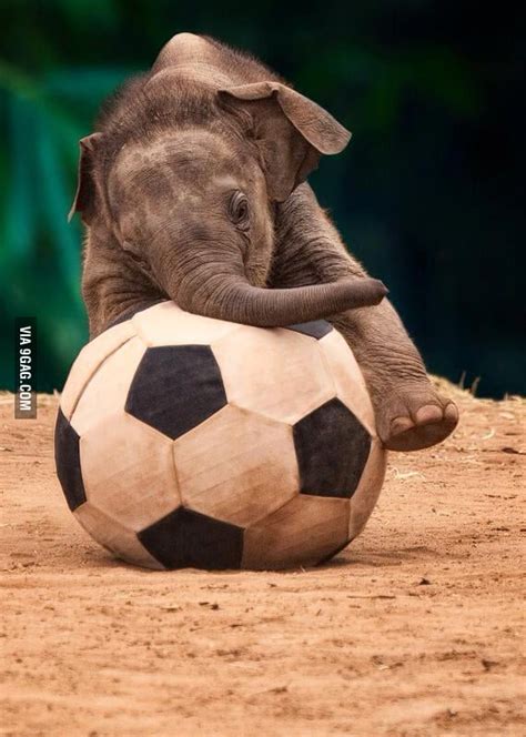 Baby Elephant Playing With A Soccer Ball 9gag