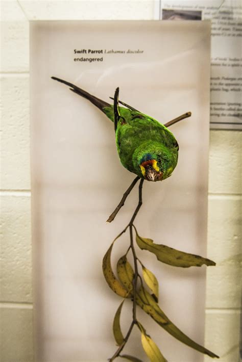 Ornithology The Australian Museum