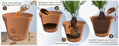 Comment Planter Un Palmier En Pot Pagesjaunes