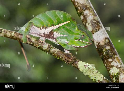 Two Banded Chameleon Or Rainforest Chameleon Furcifer Balteatus Male