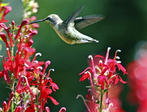 Top 10 Hummingbird Plants That Grow In Shade Birds And Blooms