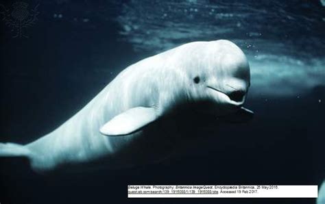 Beluga Whale By Dana