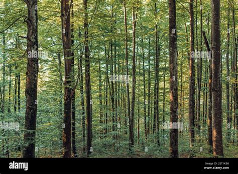 Deciduous Forest Summer Hi Res Stock Photography And Images Alamy
