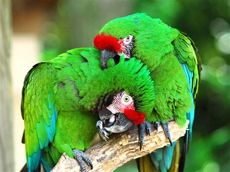 Top 60 Military Macaw Stock Photos Pictures And Images Istock
