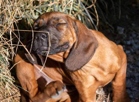 Dermatite Allergica Da Pulci Nel Cane Vomero Service Assistenza Elettrodomestici Napoli