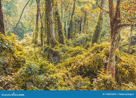 Foresta Densa Subtropicale Del Nepal Fondo Denso Della Giungla