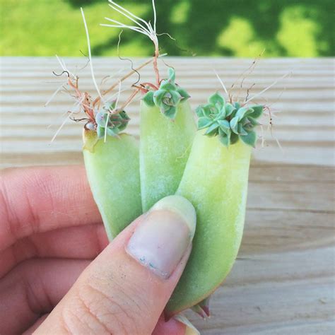 Plant in the cactus potting mix. Propagate | Planting succulents, Flower seeds, Succulents
