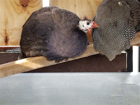 Royal Purple Guinea Fowl For Sale Cackle Hatchery®