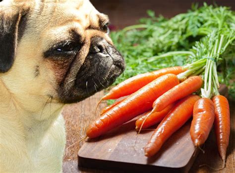 Can Dogs Eat Carrots Pet Care Advisors