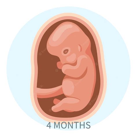Embrión En El útero Cuarto Mes Desarrollo Y Crecimiento Del Feto