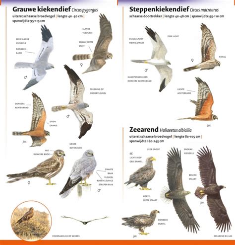 Minigids Roofvogels Van Nederland En Belgi Natuurgidsen Nederland