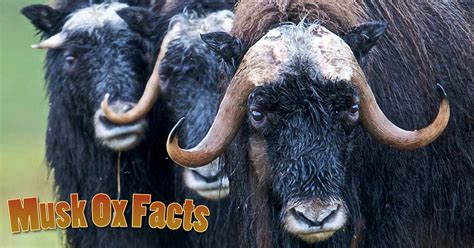 Musk Ox Facts Information Pictures And Video For Kids And Adults