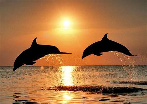 Bottlenose Dolphins Sunset Wallpaper Free Hd Downloads