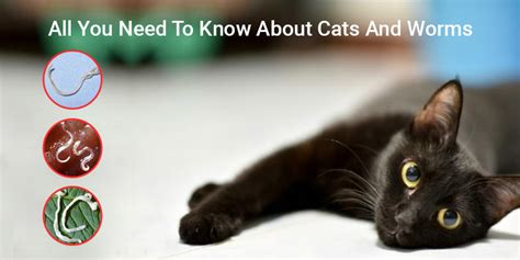 All You Need To Know About Cats And Worms Canadavetcare Blog