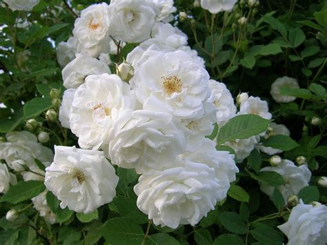 Mawar Putih Tips Menanam Bunga Mawar