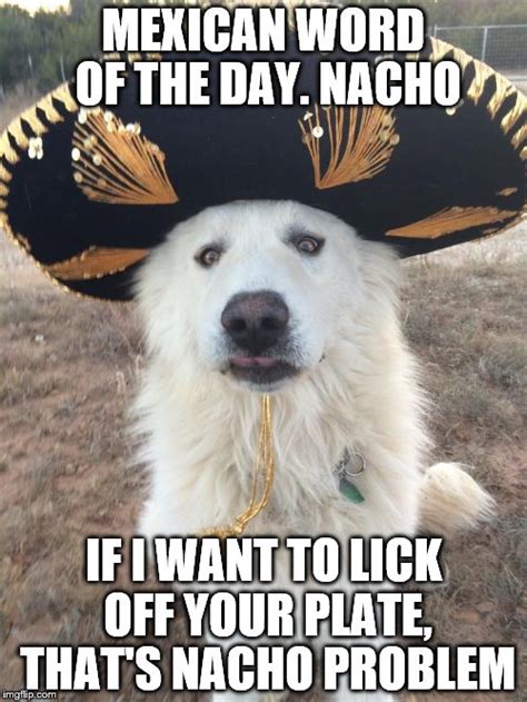 Image Tagged In Dog Sombrero Imgflip