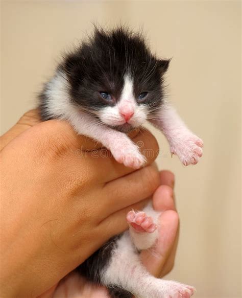 Black And White Tiny Kitten Stock Photo Image Of Baby Closeup 183534442