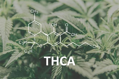 Thca Vs Thc The Main Differences Between Them