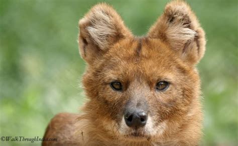 Top 5 National Parks To Spot Wild Dhole Dogs In India