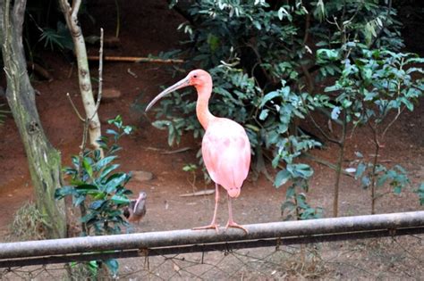 Imagen Gratis Rosa Tropical Pájaro Pico Largo