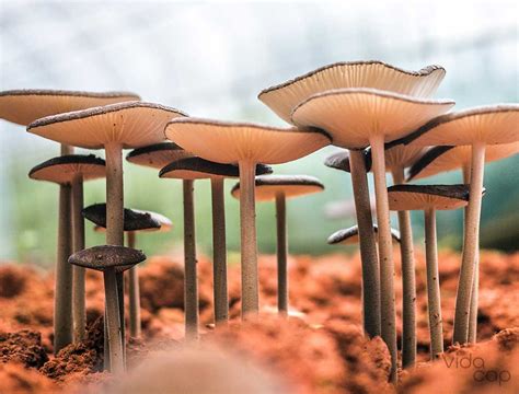 The Mushroom Life Cycle And Mushroom Anatomy Explained