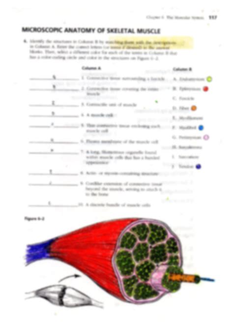 Microscopic Anatomy Of Skeletal Muscle Worksheets Chapter 6 Answers