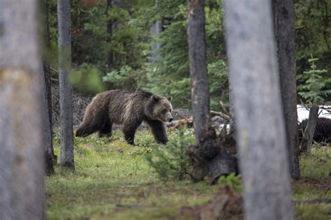 Wyoming Preps To Defy Feds With Grizzly Hunt Sporting Classics Daily