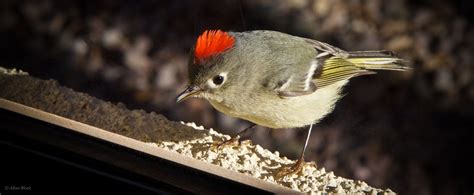 Feather Tailed Stories Ruby Crowned Kinglet