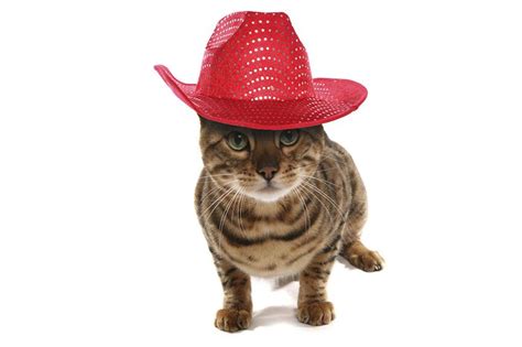 Cat Cowboy Hat 15 Cat Cowboy Hat Pictures That Will Melt Your Heart