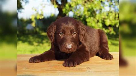 We've compiled the top 20 male and female names for 2017 after analyzing the sale of 0 flat coated retriever dogs. Flat coated retriever puppies | Puppies for sale | DOGVA.com