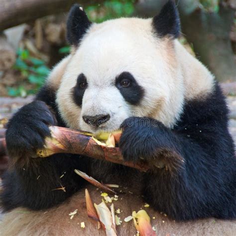 Giant Panda Eating Bamboo In Sanctuary In Chengdu China Stock Photo