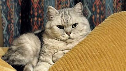 Cat British Fat Shorthair Wallpapers Face Silver