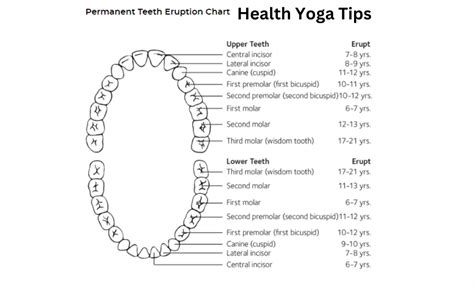 Teeth Chart Baby Teeth Chart And Adult Teeth Chart