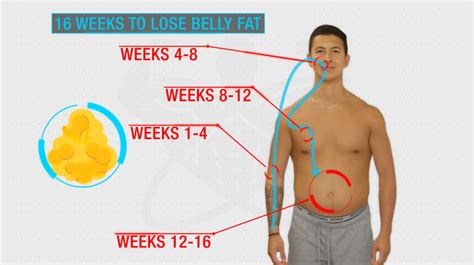 How To Lose Stubborn Belly Fat The Truth And How Long It Will Take You