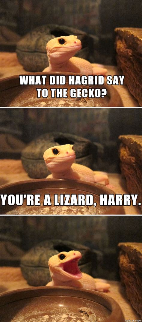 Gecko Humor Meme Guy