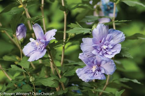 Blue Chiffon Rose Of Sharon Plant Addicts