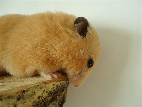 Syrian Hamster Stock Image Image Of Gerbil Muroidea 85464815