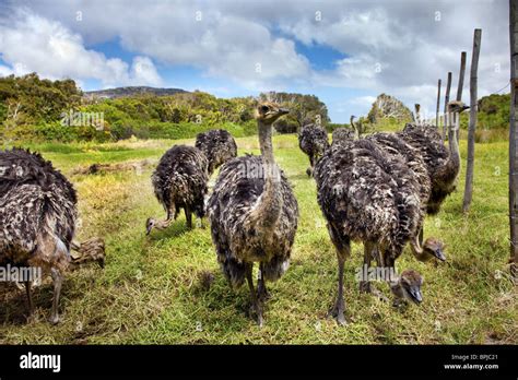 Ostriches On An Ostrich Farm Cape Town Cape Peninsula Western Cape