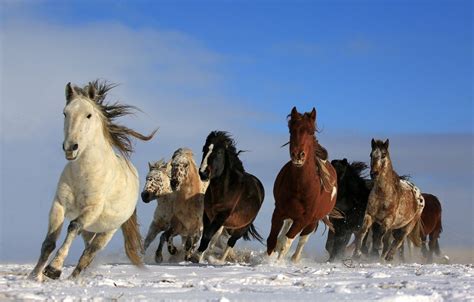Running Horses Wallpapers Top Free Running Horses Backgrounds