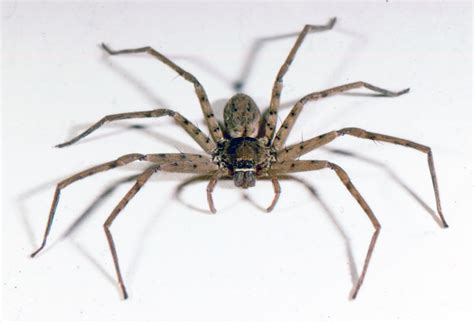 Giant Spiders In Ohio ~ Wolf Spider