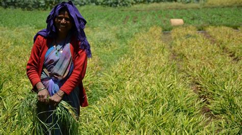 BBC News In Pictures Natural Ways Of Increasing Indian Yields