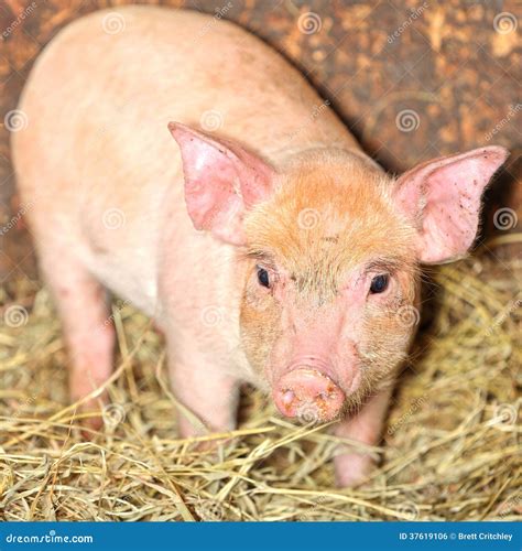 Piglet Pig Stock Photo Image Of Noses Closeup Agriculture 37619106