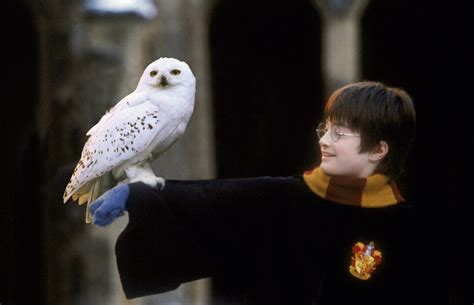 T M Hi U V Ch C Hedwig Trong Harry Potter H M X O Vi T