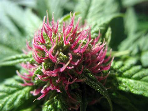 How To Grow Purple Or Pink Cannabis Buds Grow Colorful Weed
