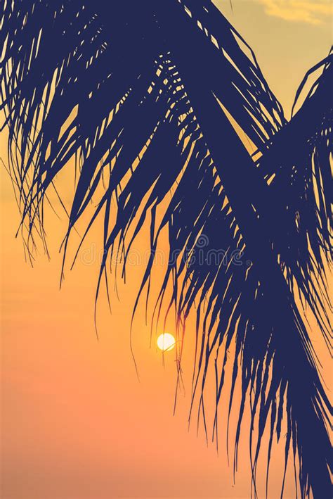 Silhouette Palm Tree Stock Photo Image Of Sunset Travel 52645000