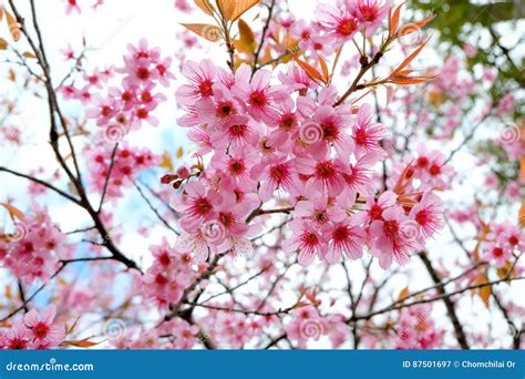 Wild Himalayan Cherrythailand Stock Image Image Of Thai Season