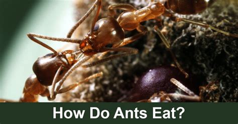 How Do Ants Eat Can They Eat Solids Scifaqs