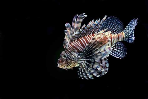 Top 10 Most Dangerous Sea Creatures Ocean Info