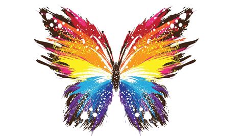 Colorful Butterfly Wallpapers Top Free Colorful Butterfly Backgrounds